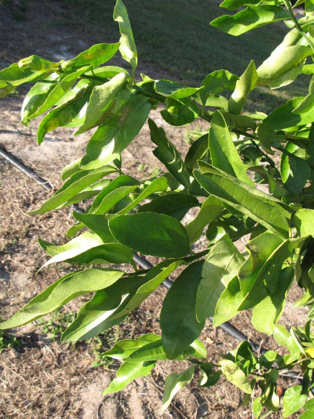            Sun leaves (Winter Haven, FL)   